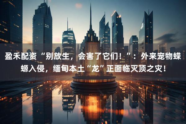 盈禾配资 “别放生，会害了它们！”：外来宠物蝾螈入侵，缅甸本土“龙”正面临灭顶之灾！